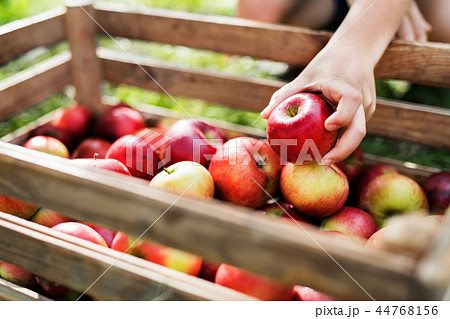 A child's hand putting an apple in a wooden box in orchard. 44768156