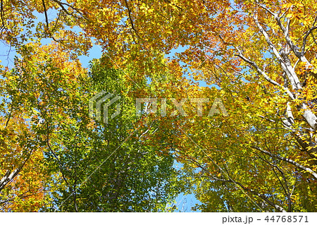 白馬岩岳マウンテンリゾート　ねずこの森の秋　　北安曇郡白馬村 44768571
