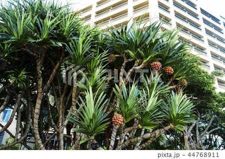 タコの木 44768911