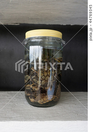 Turtle in a Jar - Preserved Wet Specimen Taxidermy 44769345