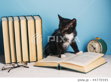 A cat on the table. Education concept. A cat on the table. Education concept. 44770595