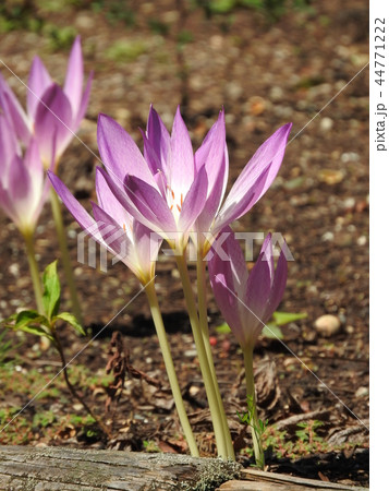 イヌサフランの花 44771222