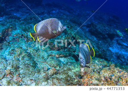 ユウゼン 44771353