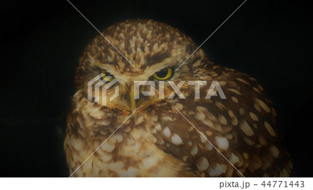 フクロウ 44771443