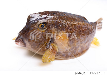 ハコフグ　食材　 44771469