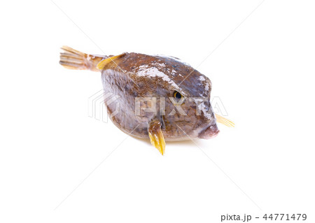 ハコフグ　食材　 44771479