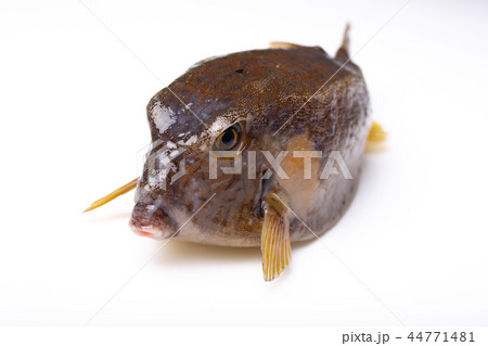 ハコフグ 食材 ハコフグ 食材 44771481
