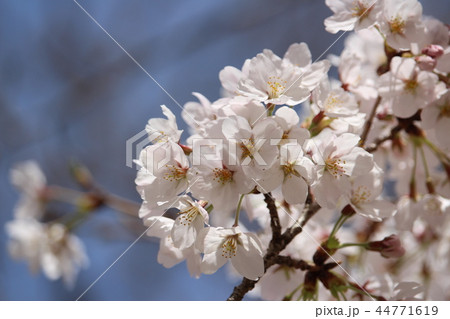 桜 桜 44771619