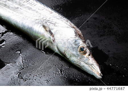 タチウオ 食材 タチウオ 食材 44771687
