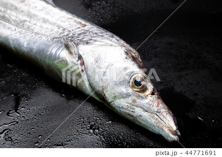 タチウオ 食材 タチウオ 食材 44771691