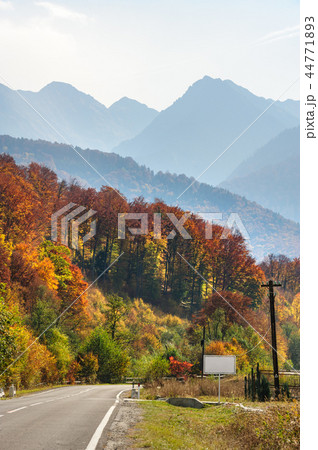 Road in the forest at Transfagarasan 44771893
