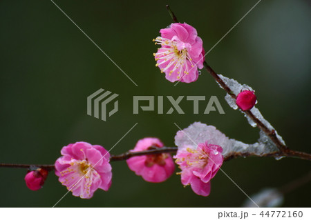 寒さに耐えて咲く 44772160