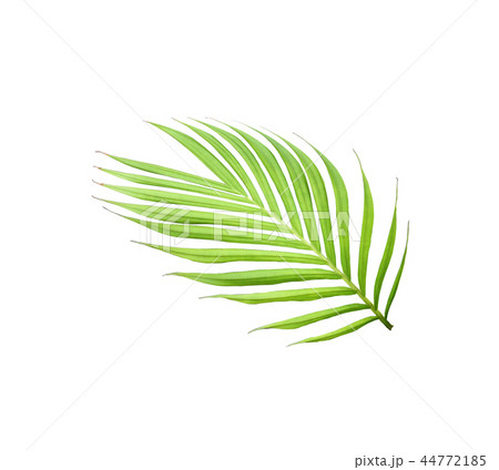 green leaf of palm tree isolated on white  44772185