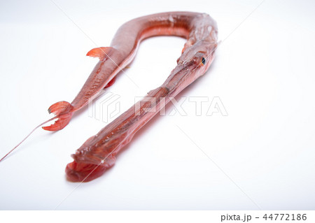 ヤガラ　食材 44772186