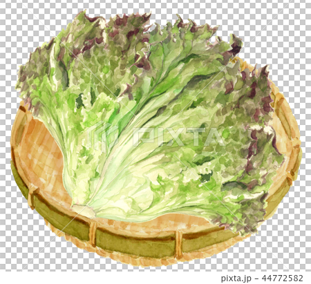 サニーレタス ざる 44772582