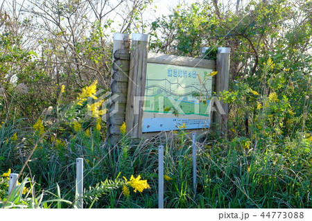 蓮沼海浜の森 千葉県立蓮沼海浜公園 蓮沼海浜の森 千葉県立蓮沼海浜公園 44773088