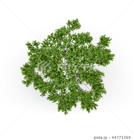 Apple tree. Isolated on white background.  44773269