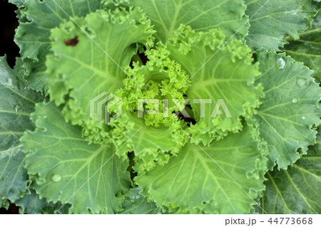 Cabbage garden in tropical 44773668