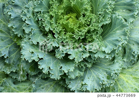 Cabbage garden in tropical Cabbage garden in tropical 44773669
