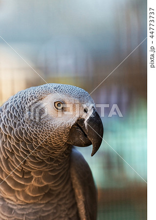 grey parrot, portrait, close up 44773737