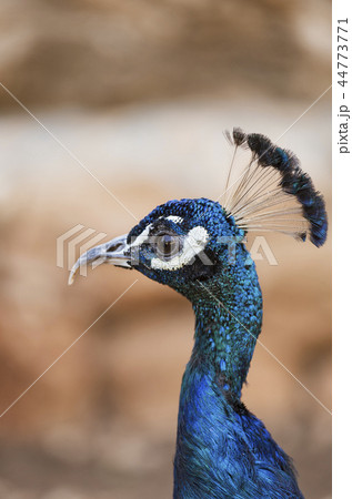 peacock portrait, close up 44773771