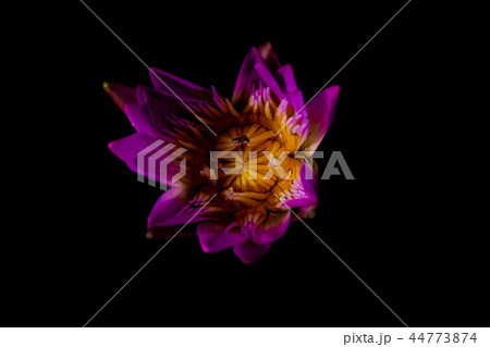 Beautiful waterlily or lotus flower in pond. 44773874