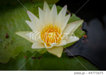 Beautiful waterlily or lotus flower in pond. 44773875
