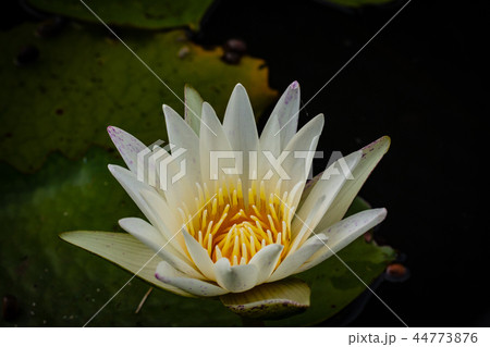 Beautiful waterlily or lotus flower in pond. 44773876