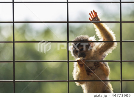 the Squirrel monkey locked up the Squirrel monkey locked up 44773909