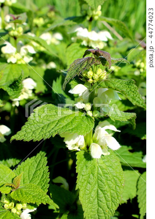 white nettle (Lamium album) in flower white nettle (Lamium album) in flower 44774023