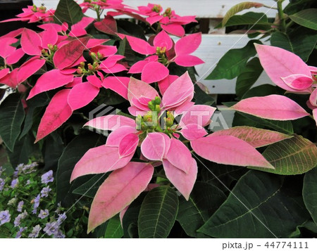 プリンセチア 44774111