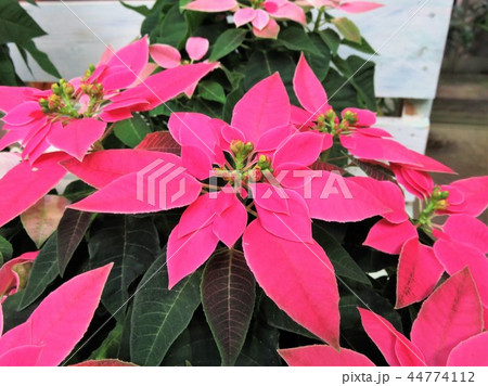 プリンセチア プリンセチア 44774112