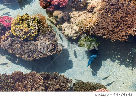 Colored corals in Eilat 44774342
