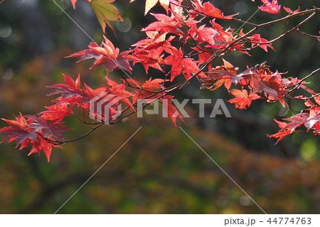 紅葉 紅葉 44774763