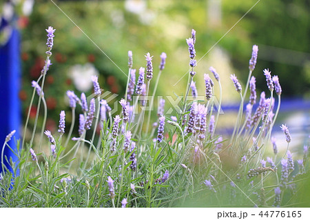アカオフォレスト　ラベンダー 44776165