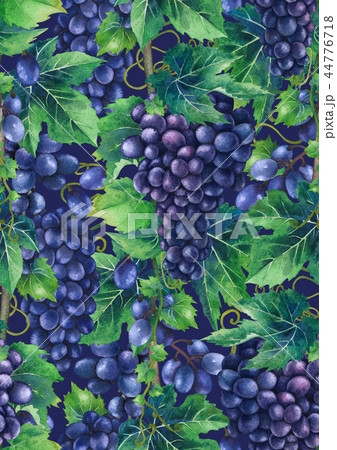 Watercolor pattern of blue grapes bunches Watercolor pattern of blue grapes bunches 44776718