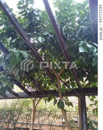 公園の木 44777295