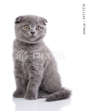 Gray kitten is isolated on a white background Gray kitten is isolated on a white background 44777578