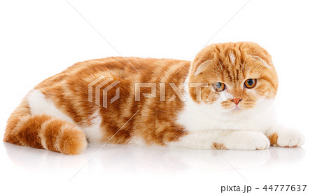 Cute thoroughbred cat on a white background. Cute thoroughbred cat on a white background. 44777637