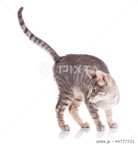 Serengeti thoroughbred cat on a white background Serengeti thoroughbred cat on a white background 44777731