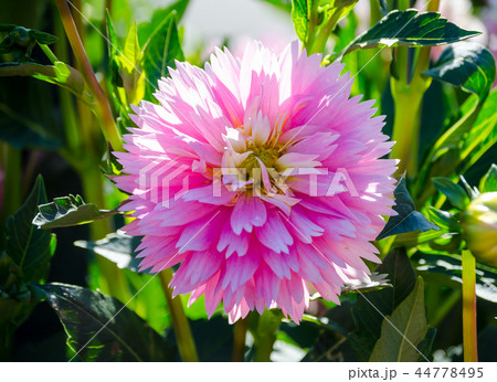 ダリア　デコラティブ咲 44778495