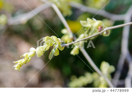 トサミズキ 44778999