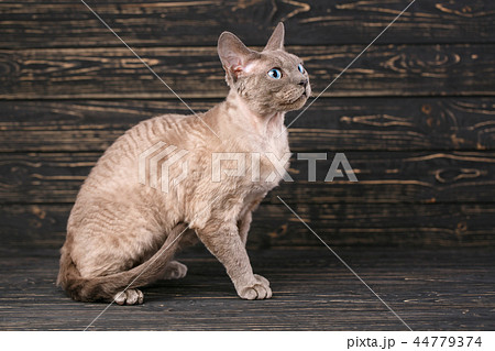 Portrait of a brown brown cat on a dark wooden background. Portrait of a brown brown cat on a dark wooden background. 44779374
