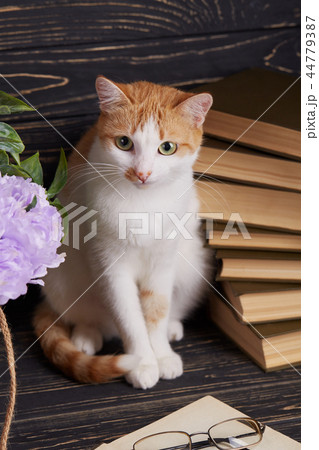 A beautiful pussy on a dark wooden background 44779387