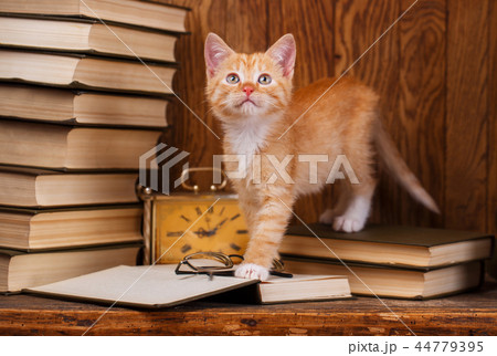 Kitten standing on books and looking upwards 44779395