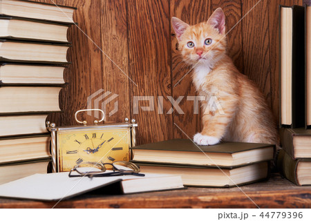 Cat on book near the clock. A cat in the library reads a book 44779396