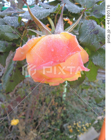 凍え下向くバラの花 凍え下向くバラの花 44780576