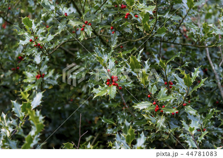 Holly Berries in Autumn - Savernake Forest 44781083