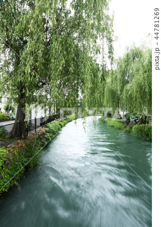 前橋 広瀬川 前橋 広瀬川 44781269