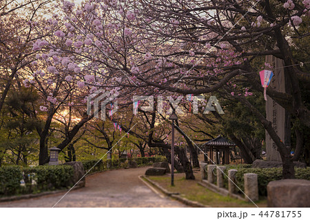 飛鳥山公園の花見に咲くピンクのソメイヨシノ桜に沈む夕日。 44781755